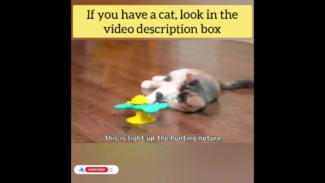 cute cat videos 😹 funny videos 😂137