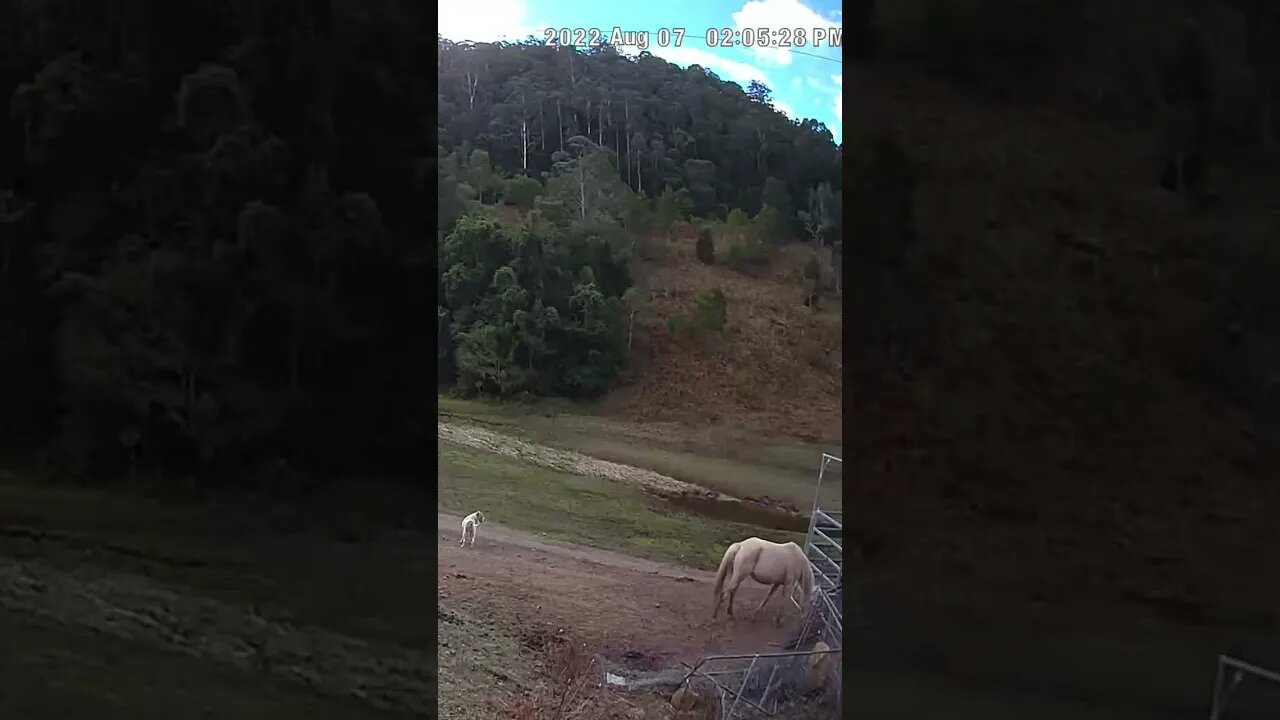 Spying on horse and dog