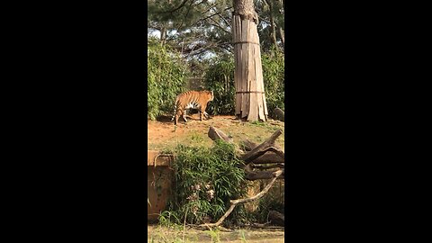 Loin fight