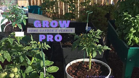 Pruning & Training Vegetable Plants at Home