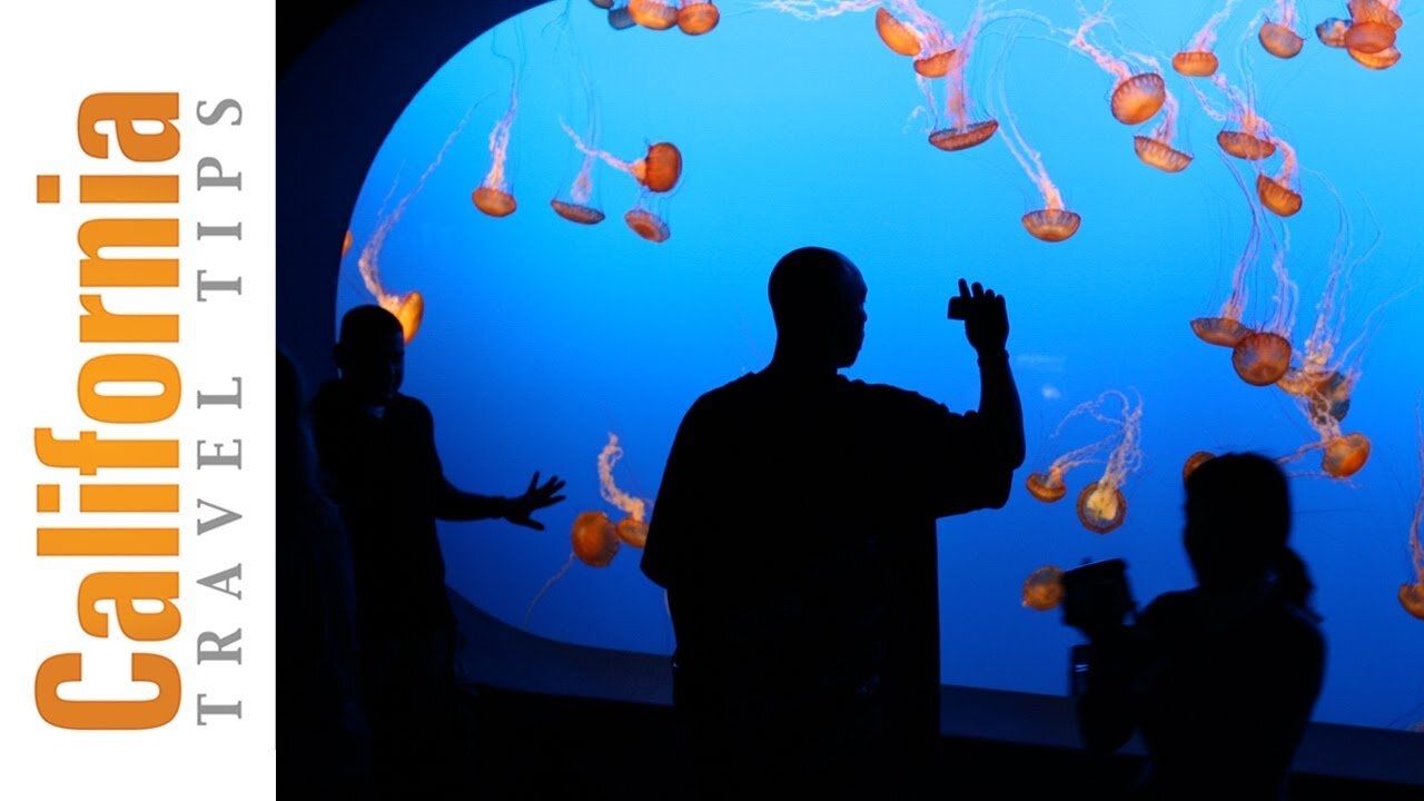 Monterey Bay Aquarium Travel Guide | California Travel Tips