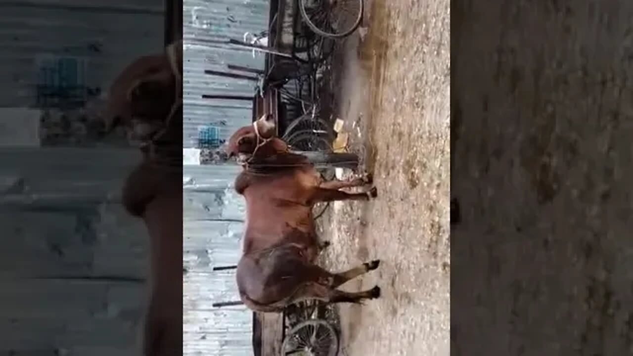 Eid Mubarak 2021 🥰🥰🥰
