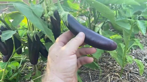Nine Mile Farm Garden Update - 6-16-20