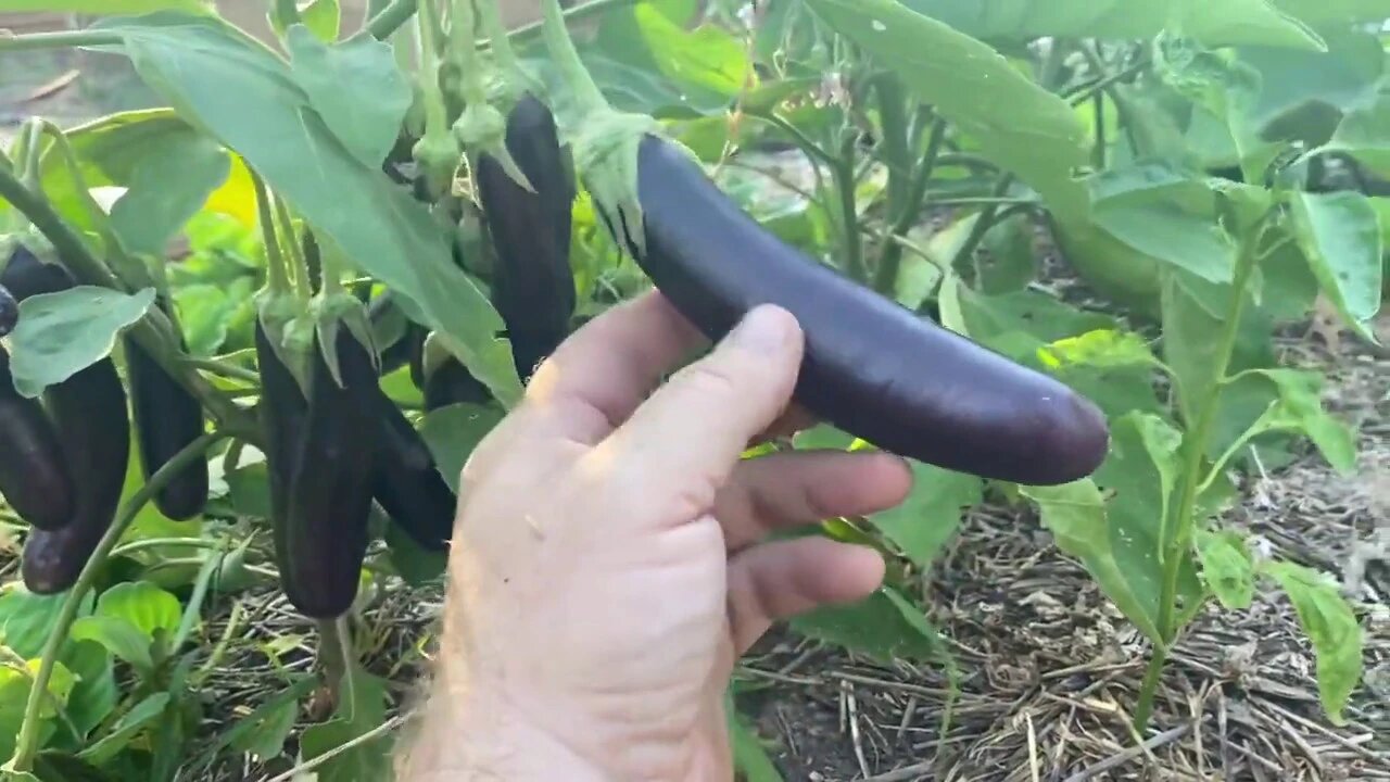 Nine Mile Farm Garden Update - 6-16-20