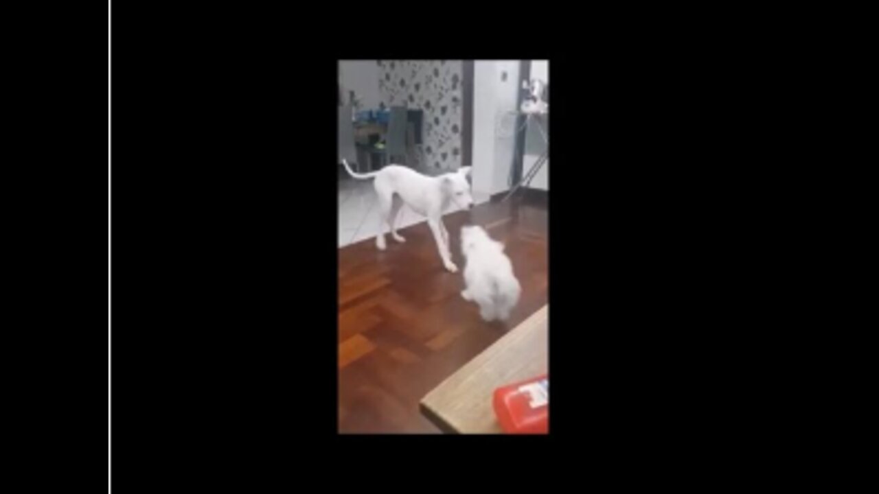 Most FUNNY and CUTE dogs playing together