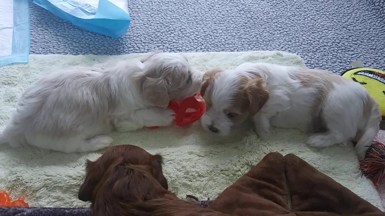 D Litter...GrowingUp(1)