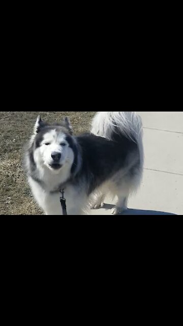 Husky Imitates Siren After Hearing Ambulance Drive By