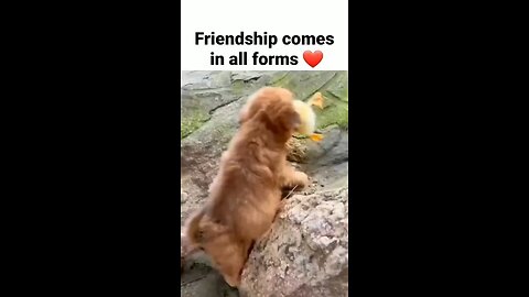 Animal friendship