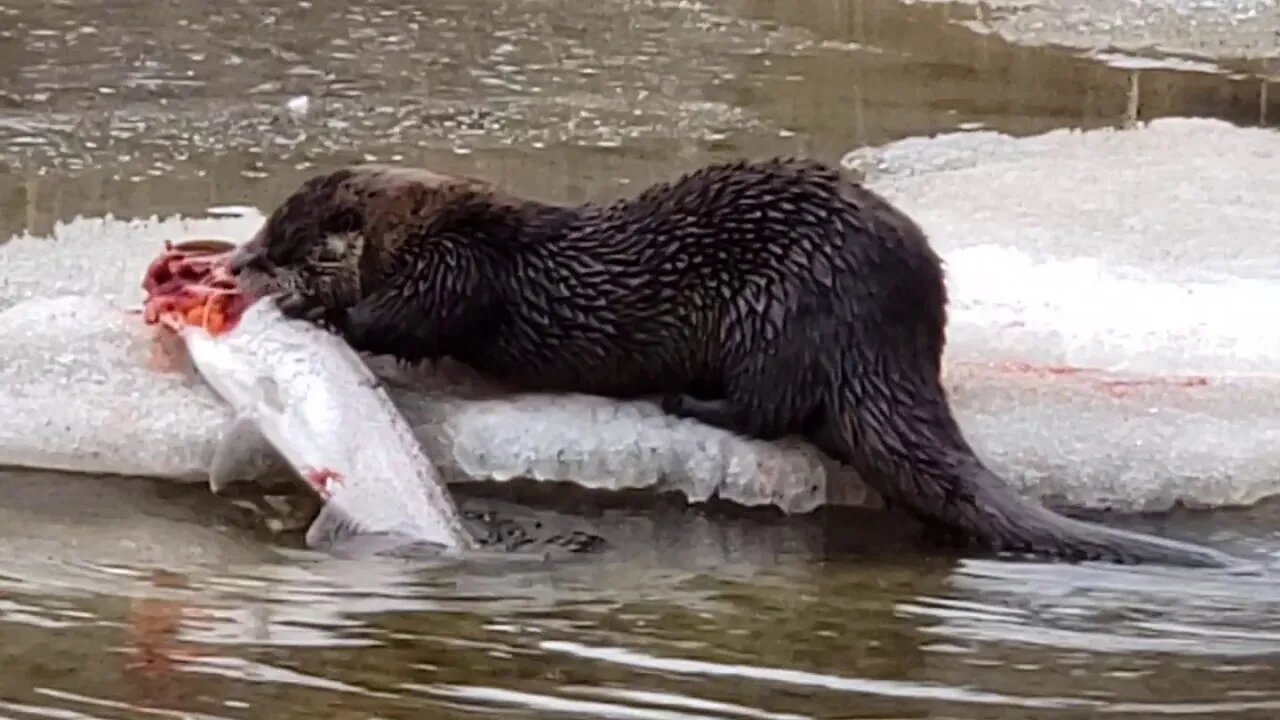 An Otter and A fish