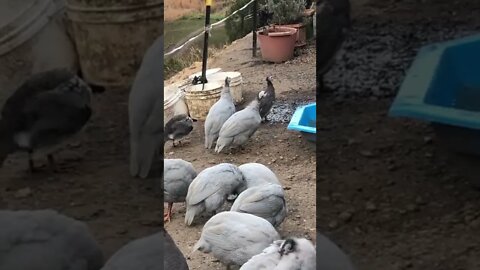 Injured baby guinea fowl recovered and back with flock