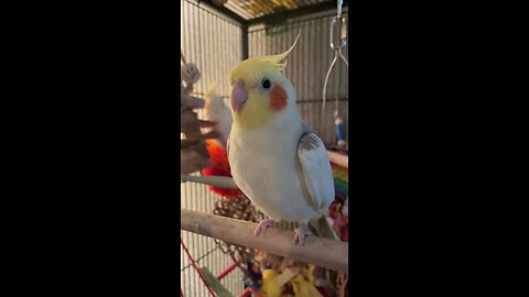 Cockatiel Singing 🎵