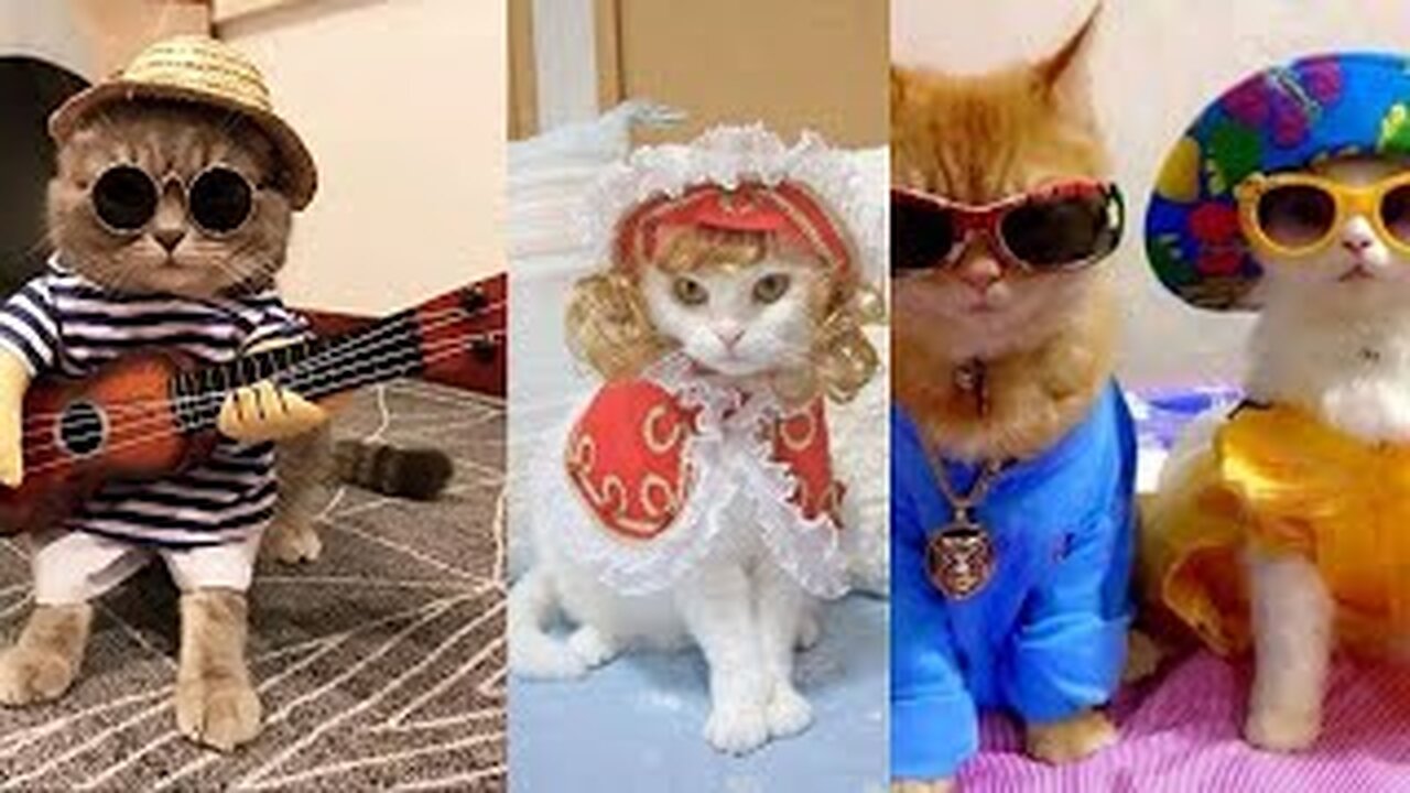 Baby Cats 😻Cute and Funny Cat Videos