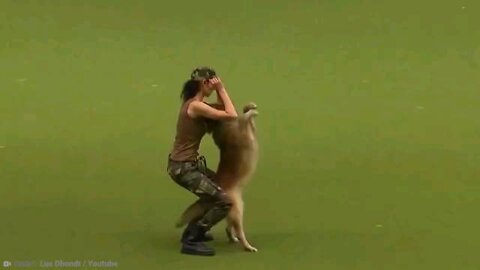 Top 10 Most trained dogs in the World | Animals