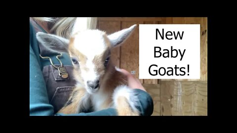 New Baby Goats on The Farm!