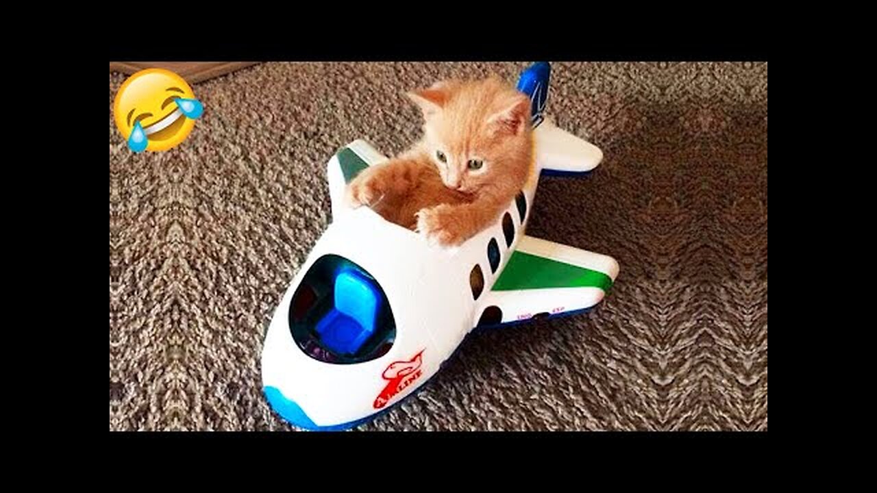 Try Not To Laugh 😁 New Funny Cats and Dogs Videos 😹