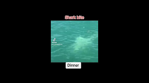 Shark