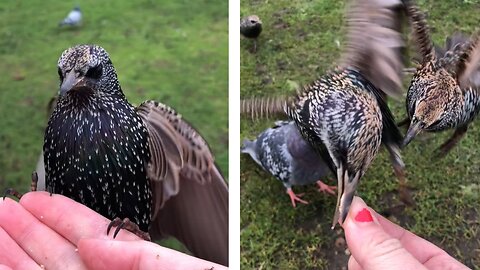 Girl hand feeds wild birds- super friendly starlings !