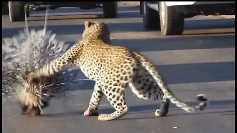 IMPRESSIVE BATTLE : Porcupine vs Leopard, who won?