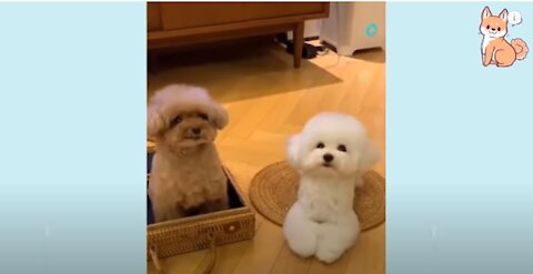 You will laugh at the DOGS 🤣 Funny DOG Videos 😂🐶