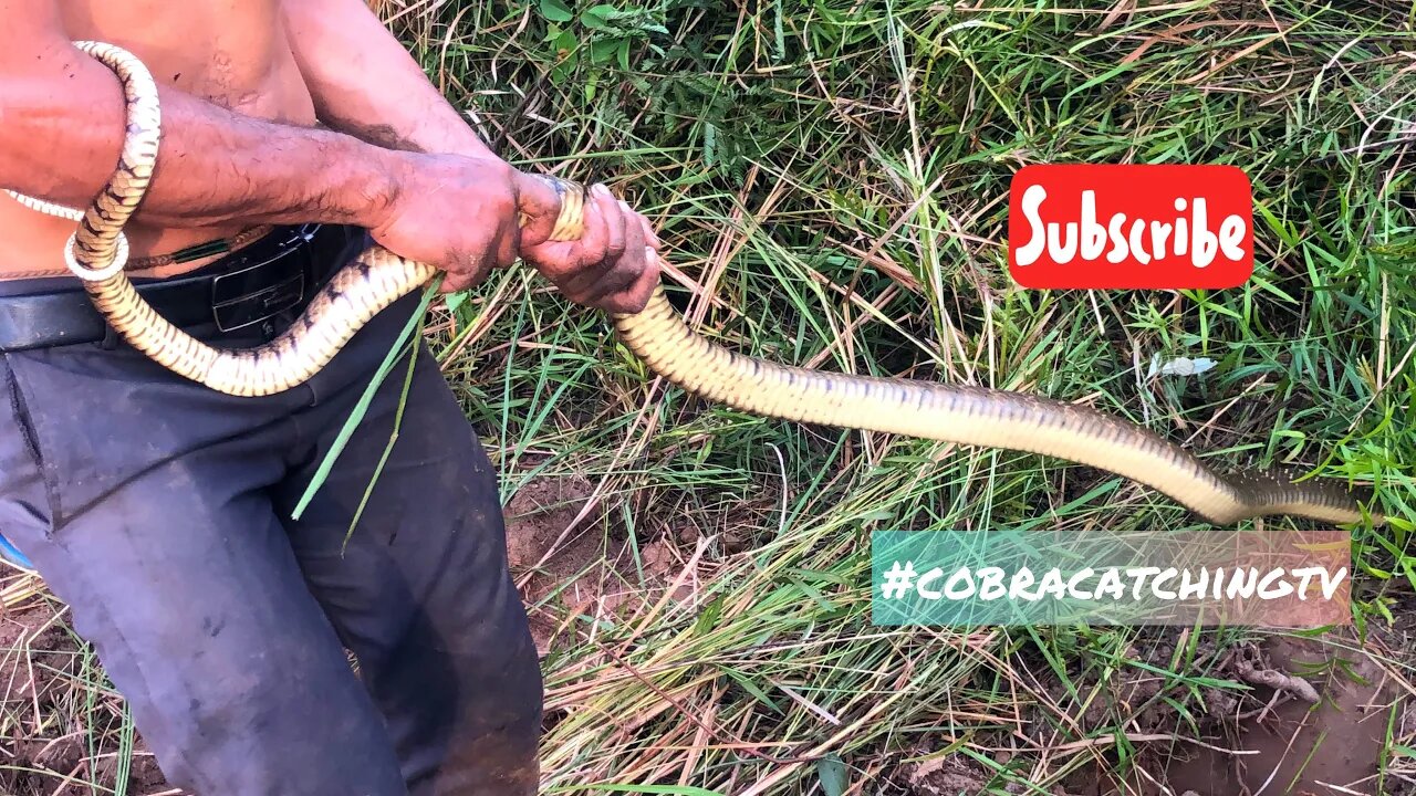 Cobra Catching TV: Dig a cave to catch a Snake Episode 26 | How to catch a Ptyas mucosa