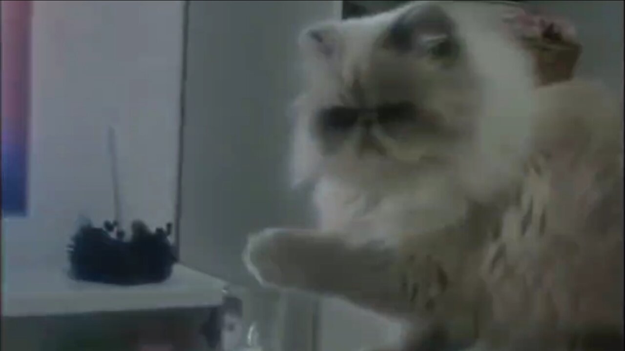 Funny cats #4