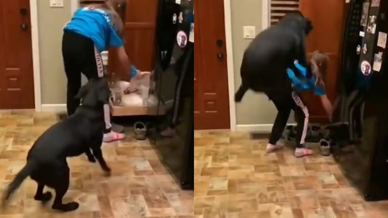 Dog jumping to attack for girl