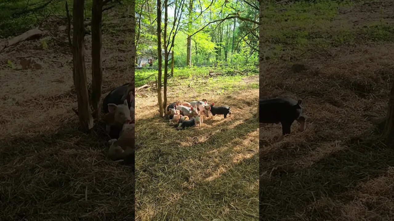 Little Pigs in the Forest @UncleTimsFarm #kärnəvór #carnivore #shorts #hereford #freerangepigs