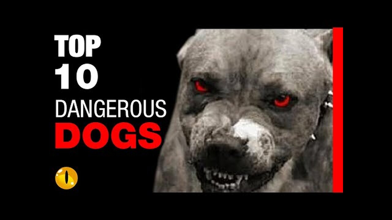 TOP 10 DANGEROUS DOG IN WORLD