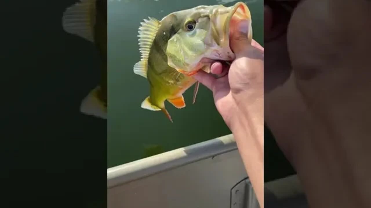 Nice Peacock Bass