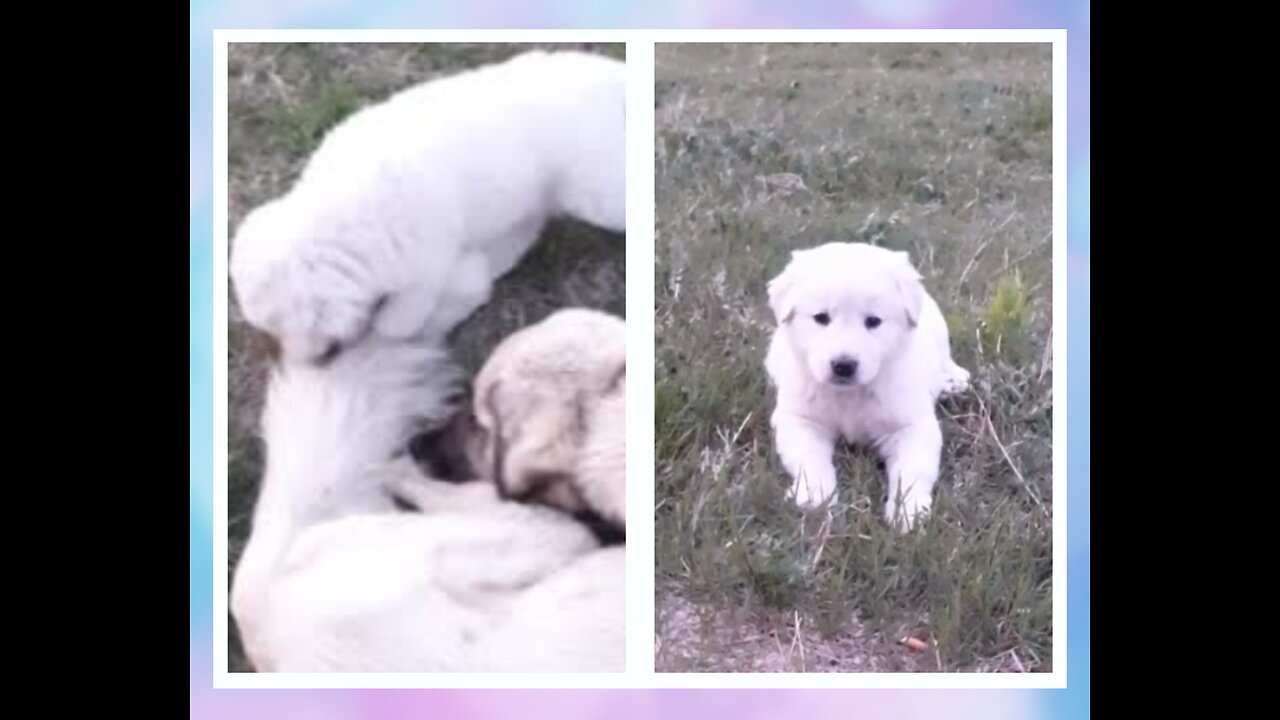 Adorable white puppies playing together