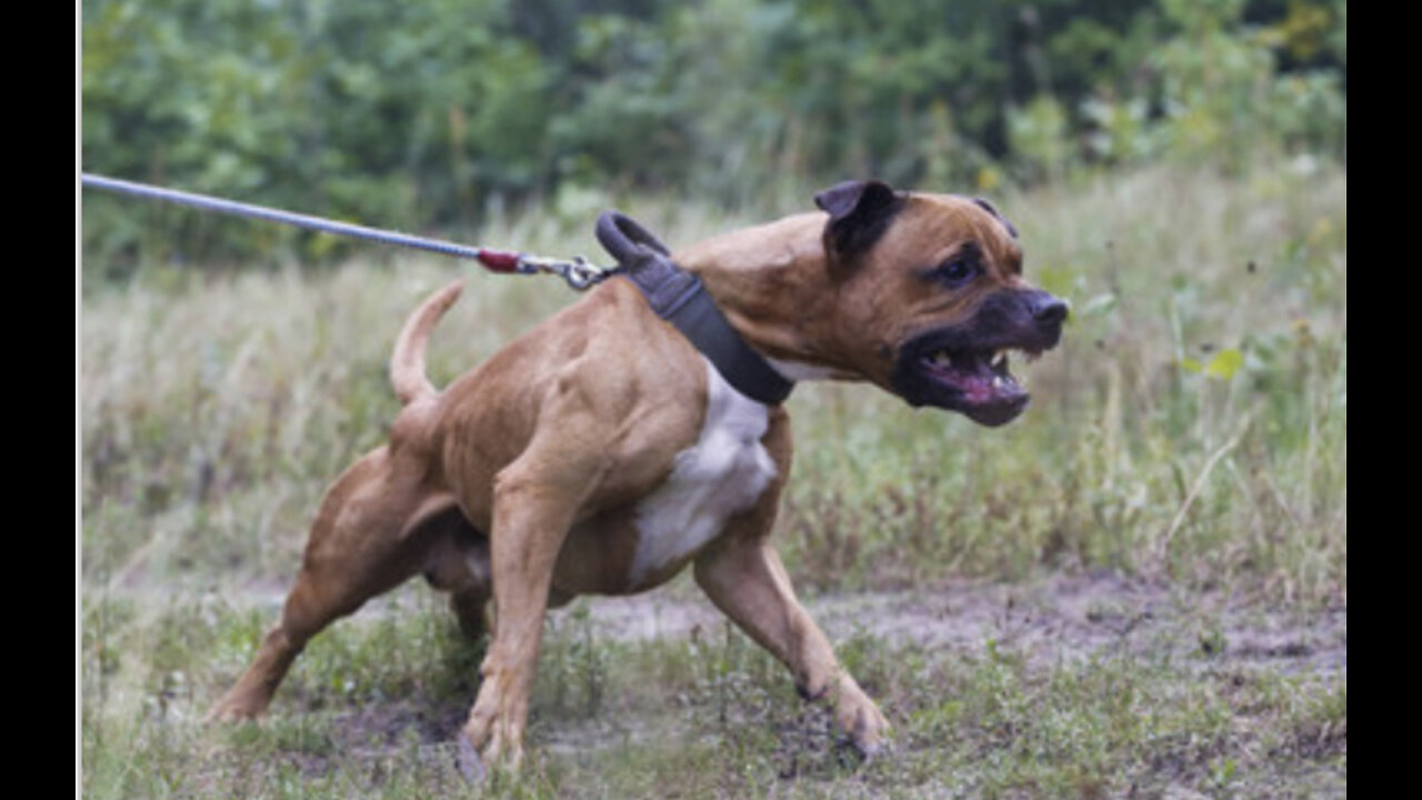 #train your #dog to ATTACK with these tips!