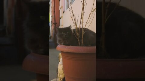 KUCING LUCU #PART 53