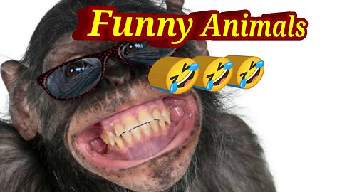 Funny Animals Video 😂😂🤣