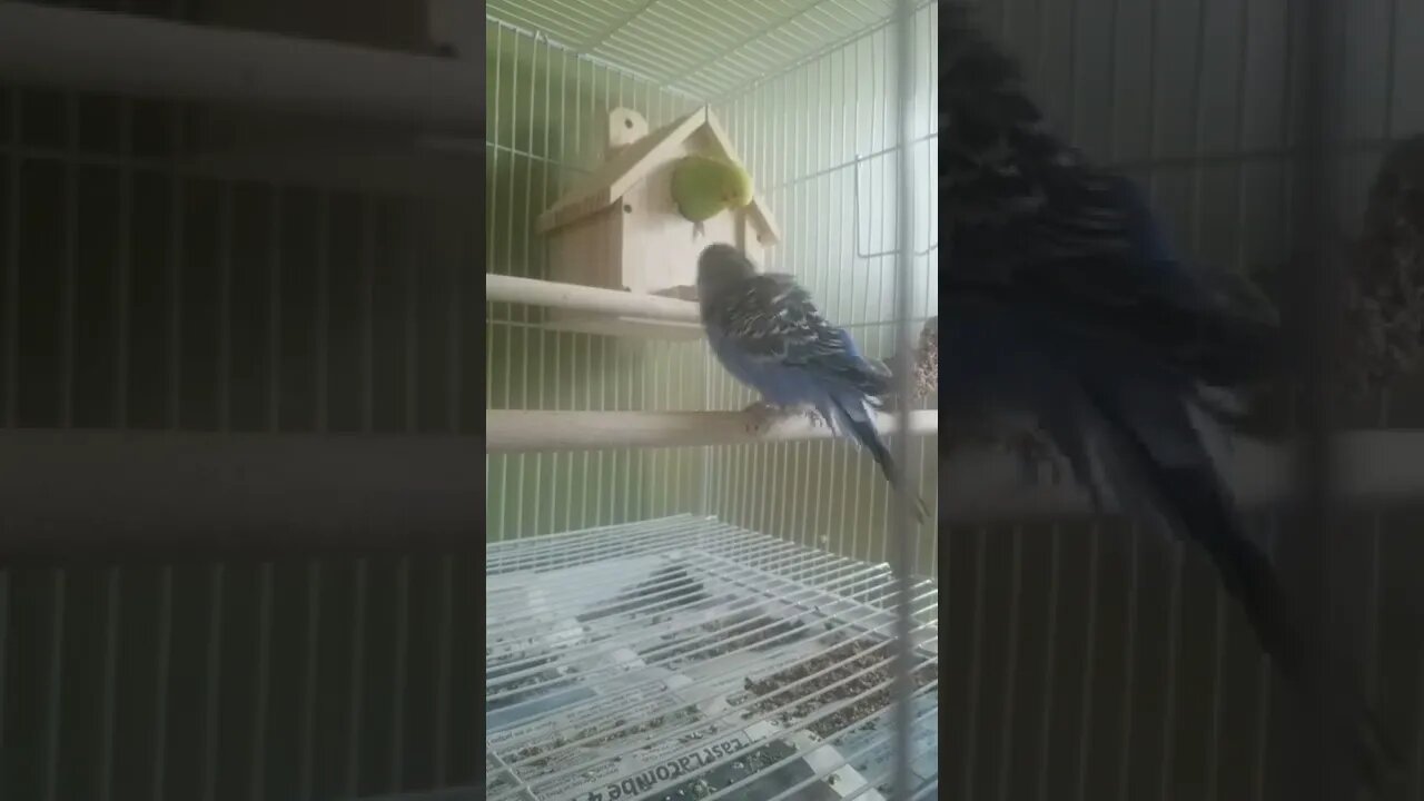 Budgies Get Rick Rolled 😂 #youtubeshorts #shorts #animallover #funny #birds