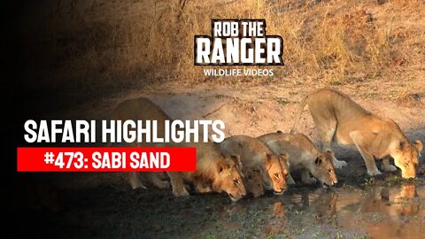 Safari Highlights #473: 01 - 05 July 2017 | Sabi Sand Nature Reserve | Latest Wildlife Sightings