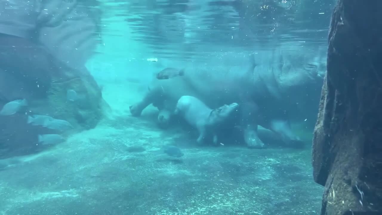 Fritz the hippo plays underwater at the Cincinnati Zoo's hippo cove