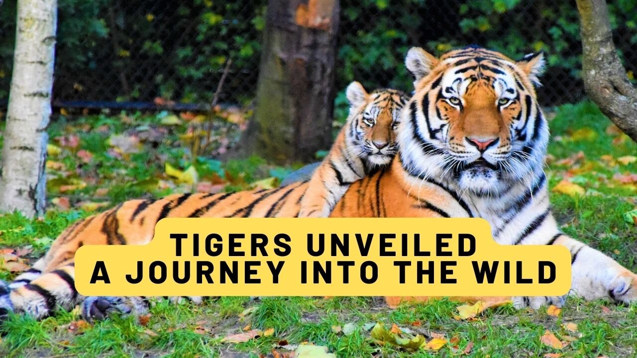 Tigers Unveiled: A Journey into the Wild