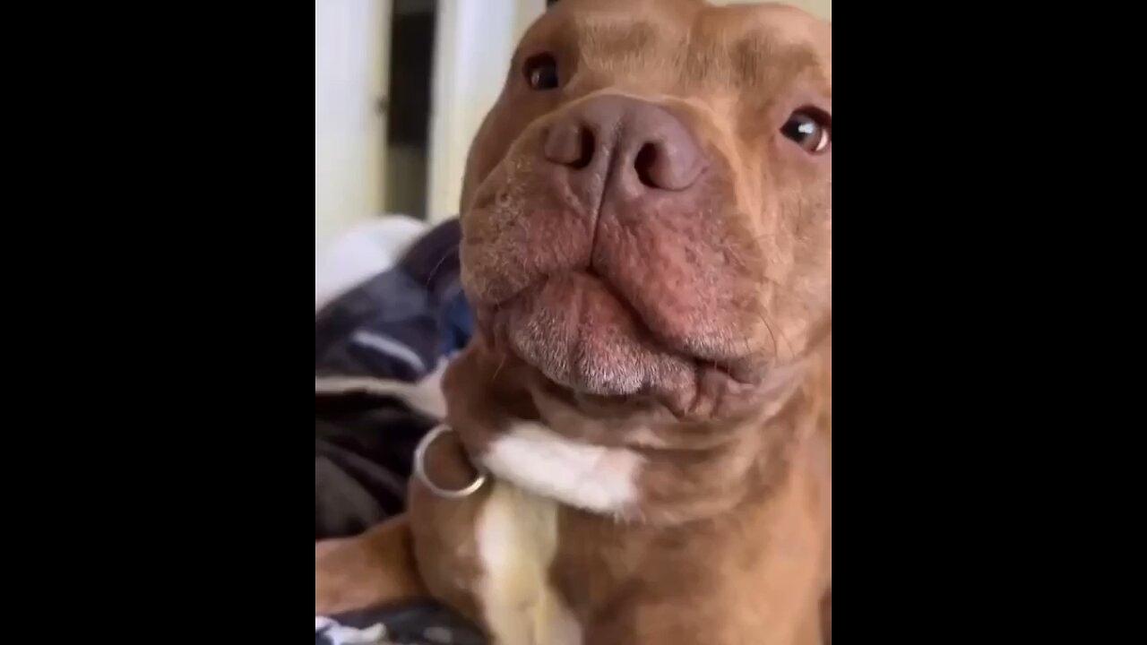 Any problems, dude? Funny videos with Pitbull dogs 🐶