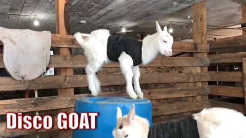 Disco GOAT | The greatest dancing goat of all time