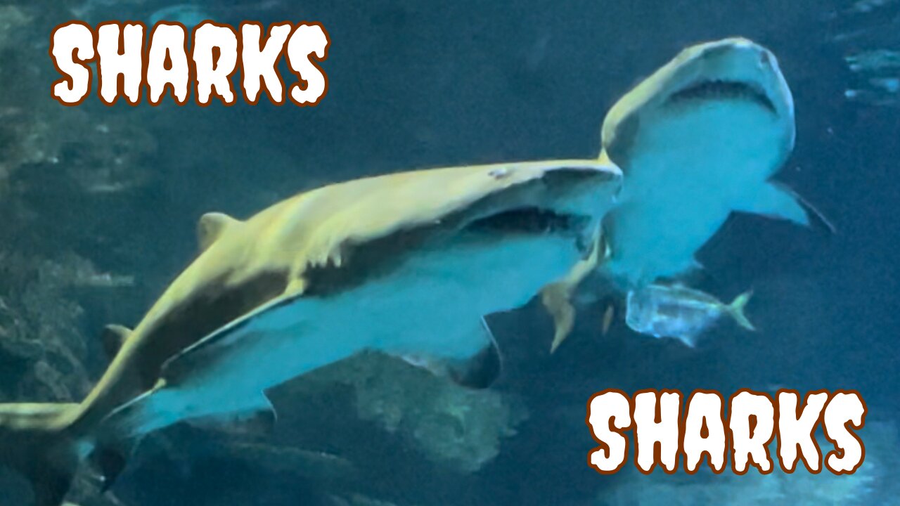 Sharks From Across the Country - Hammerheads & More