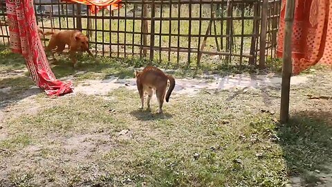 Bravest dog in the village