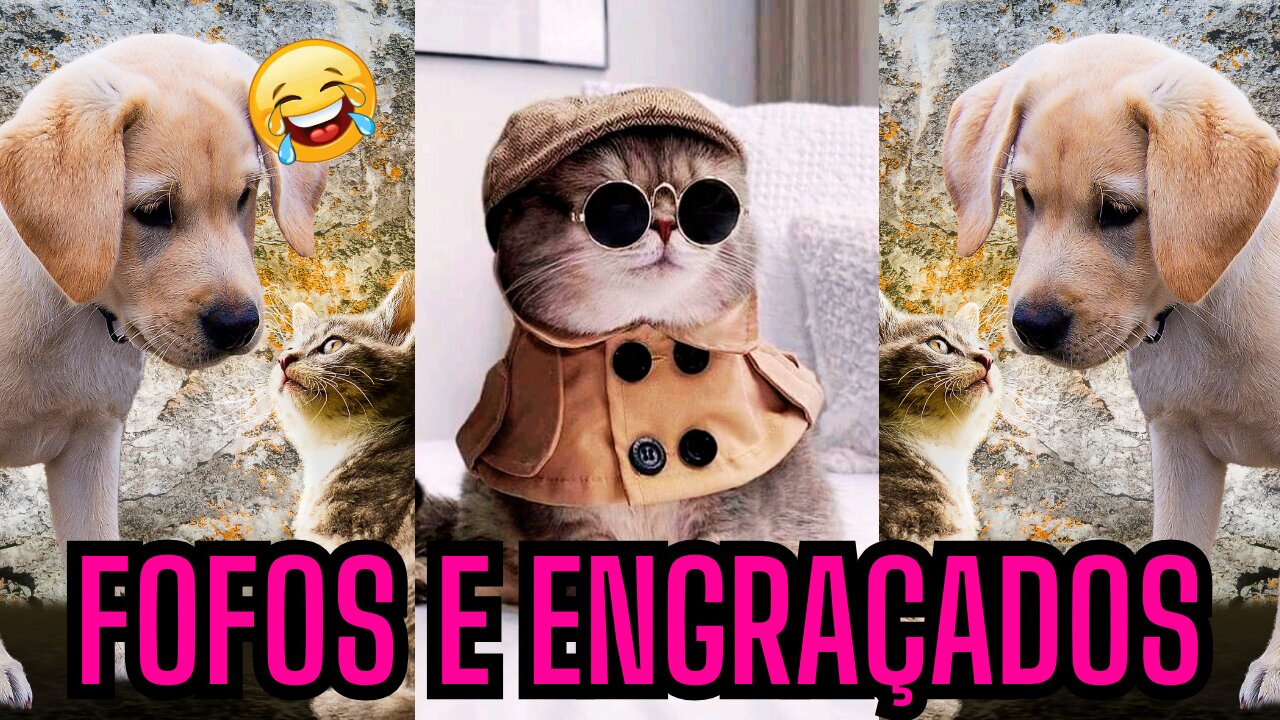 🐱🐶 Melhores amigos ou inimigos 🐾 Novos vídeos de animais mais engraçados de 2023 😂