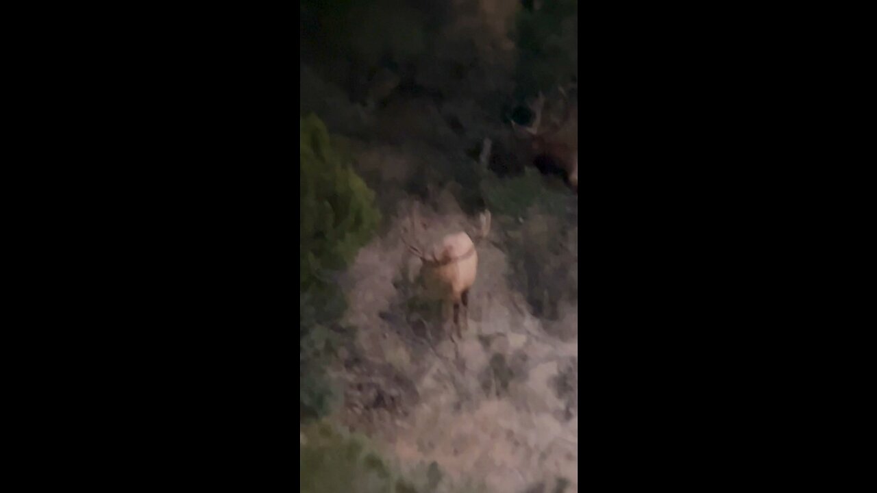 AZ Giant Elk - long version