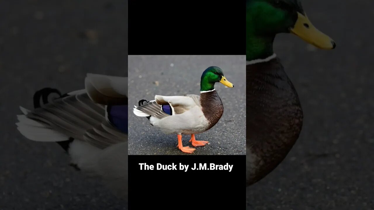 The Duck by J.M.Brady #life #satire #inspiration #humor