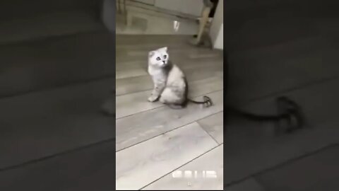 His great grandpa was the first cat on the moon. 🌙