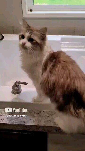 Gentle cat softest meow #catloverscommunity #cats #catlover #shorts