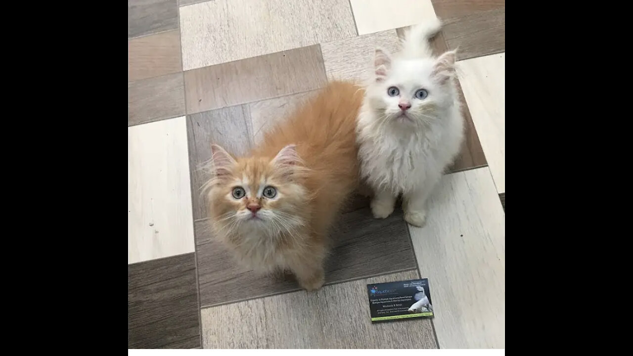 Persian Kittens Cute cats by tips of Jes