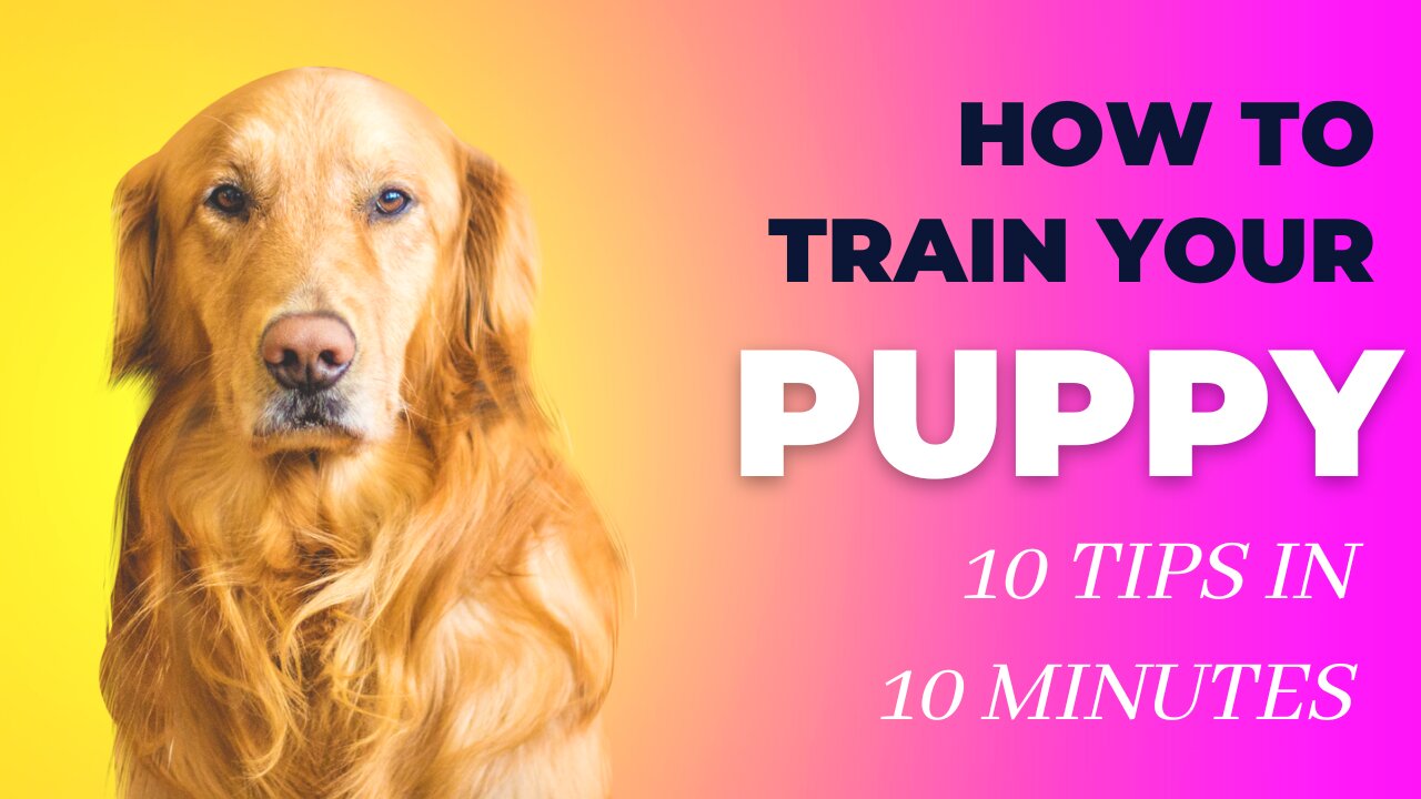 10 Dog Training Tricks in Just UNDER 5 minutes!