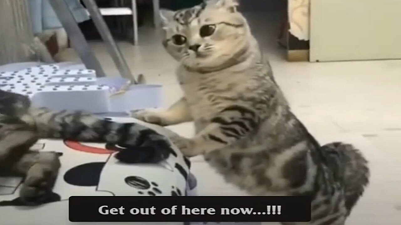 OG Cat