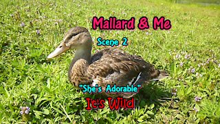 Mallard & Me Scene 2 “She’s Adorable”